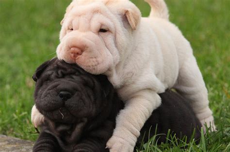 shar pei puppies for sale|shar pei puppies for adoption.